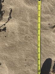 Perognathinae