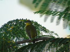 Euphonia concinna