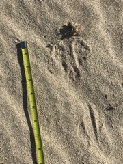 Dipodomys deserti