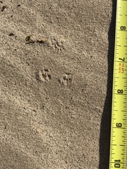 Perognathinae