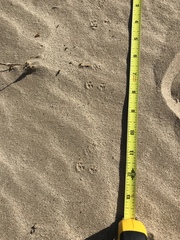 Perognathinae
