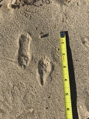 Dipodomys deserti