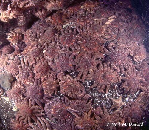 Sunflower Sea Star