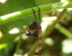 Pseudorus distendens