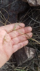 Lathyrus graminifolius
