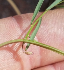 Lathyrus graminifolius