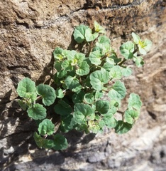 Perityle rupestris rupestris