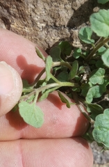 Perityle rupestris rupestris