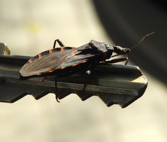 Triatoma longipennis