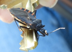 Triatoma longipennis