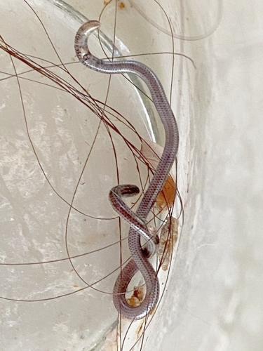Vindum's Worm Snake