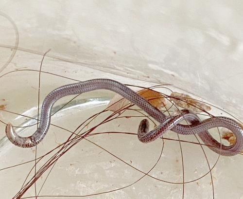 Vindum's Worm Snake