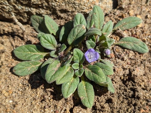 Davidson's phacelia (Phacelia davidsonii)