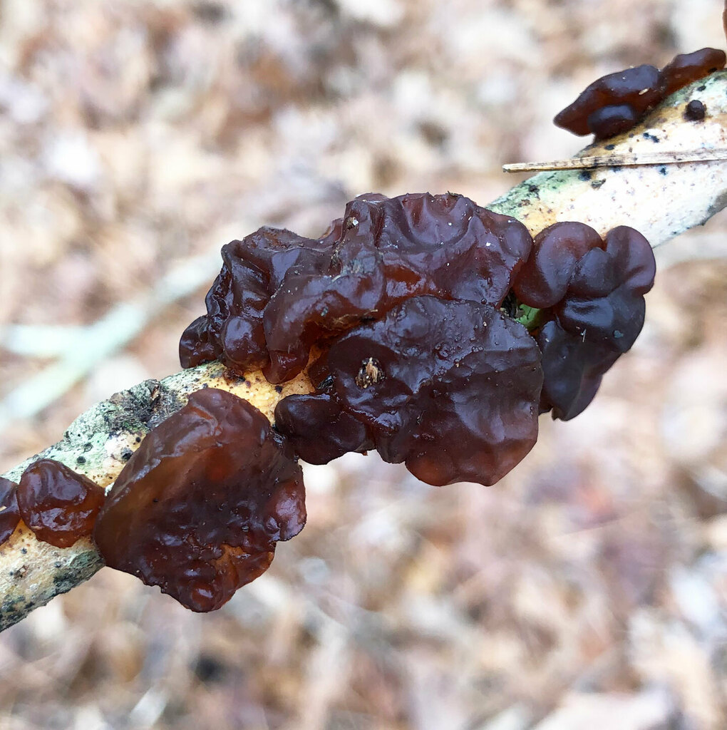 American Amber Jelly Fungus from Gwinnett County, GA, USA on January 15 ...