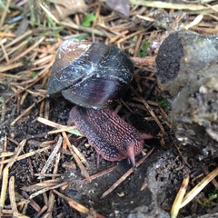 Monadenia subcarinata