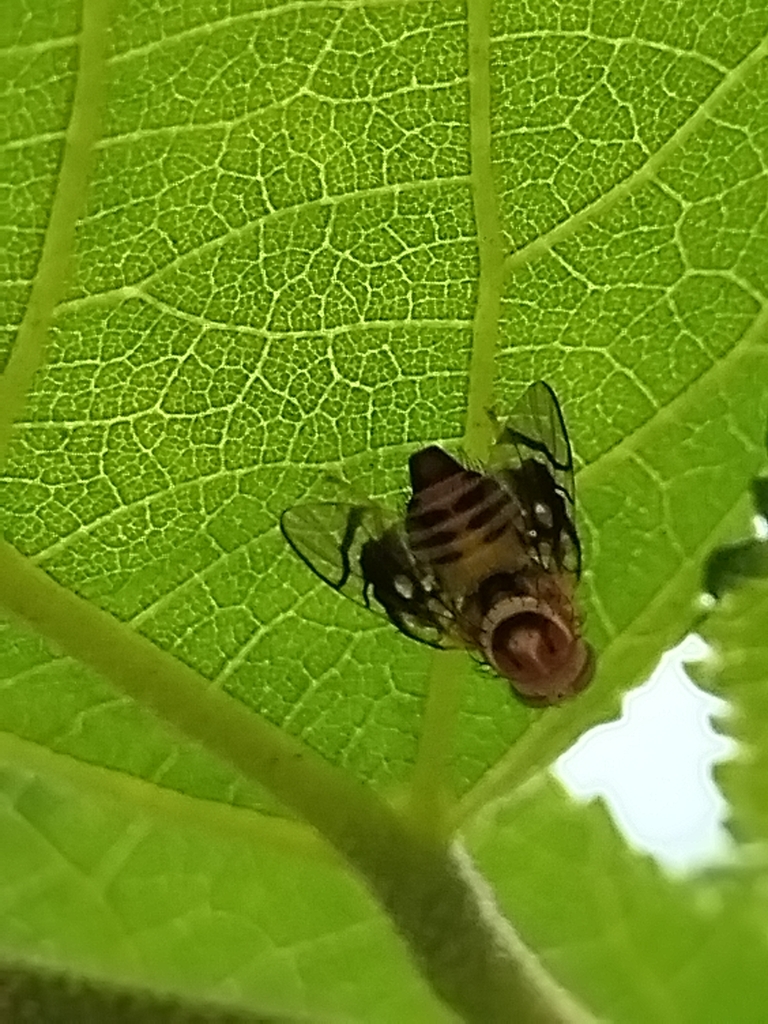 Hexachaeta amabilis