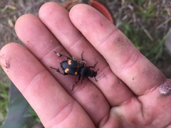 Nicrophorus carolina