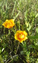 Linum berlandieri