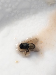 Musca domestica