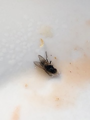 Musca domestica