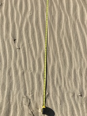 Dipodomys deserti