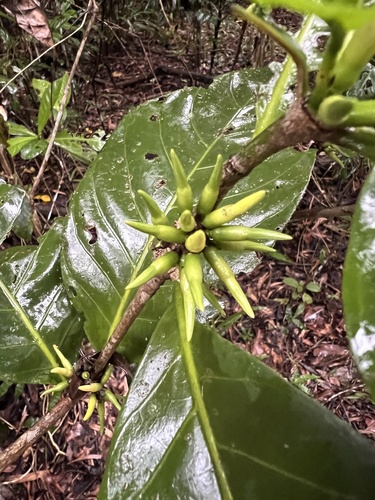Gardenia observed 2024-01-18