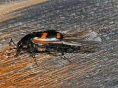 Nicrophorus sayi
