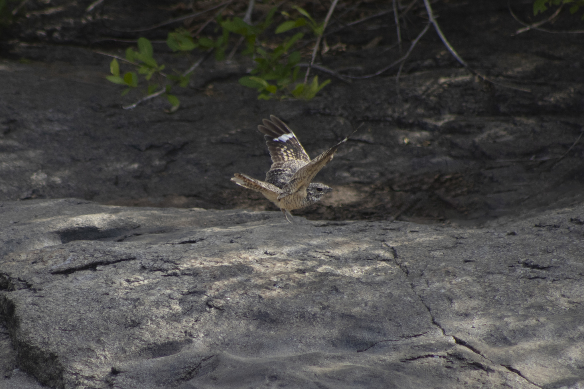 Pygmy Nightjar (Nyctipolus hirundinaceus), photo 9