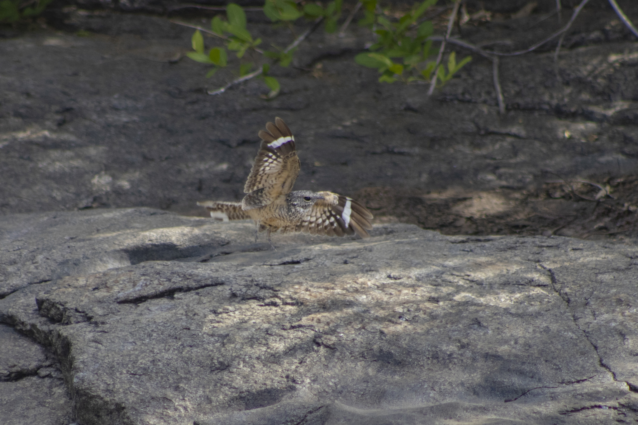 Pygmy Nightjar (Nyctipolus hirundinaceus), photo 8