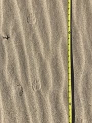 Dipodomys deserti