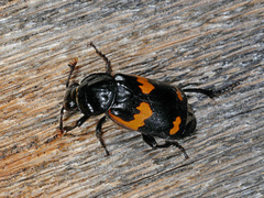 Nicrophorus sayi