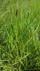 Carex densa