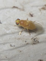 Chyromyidae