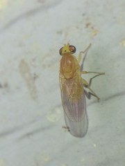 Chyromyidae