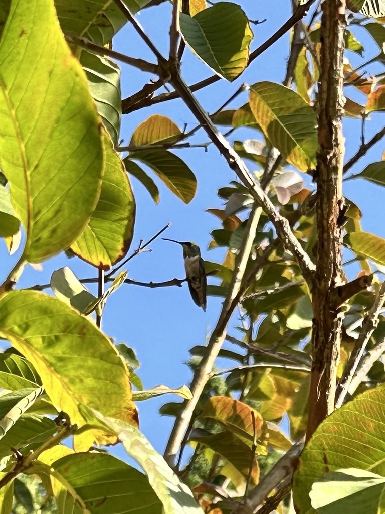 Allen S Hummingbird In January 2024 By Lbarragan INaturalist   Large 