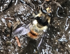 Criorhina bubulcus