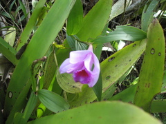 Sobralia decora