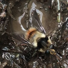 Criorhina bubulcus