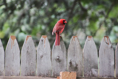 Cardinalis cardinalis