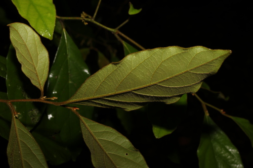 Image of Endiandra pubens by (c) Greg Tasney, some rights reserved (CC BY-SA)