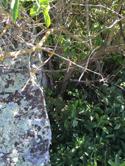 Oemleria cerasiformis