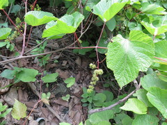 Vitis amurensis