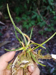 Maxillaria macleei image