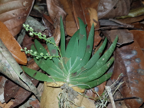 Ornithocephalus bicornis image