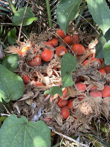 Foto de Sagu-de-jardim