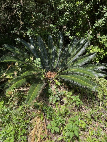 Foto de Sagu-de-jardim