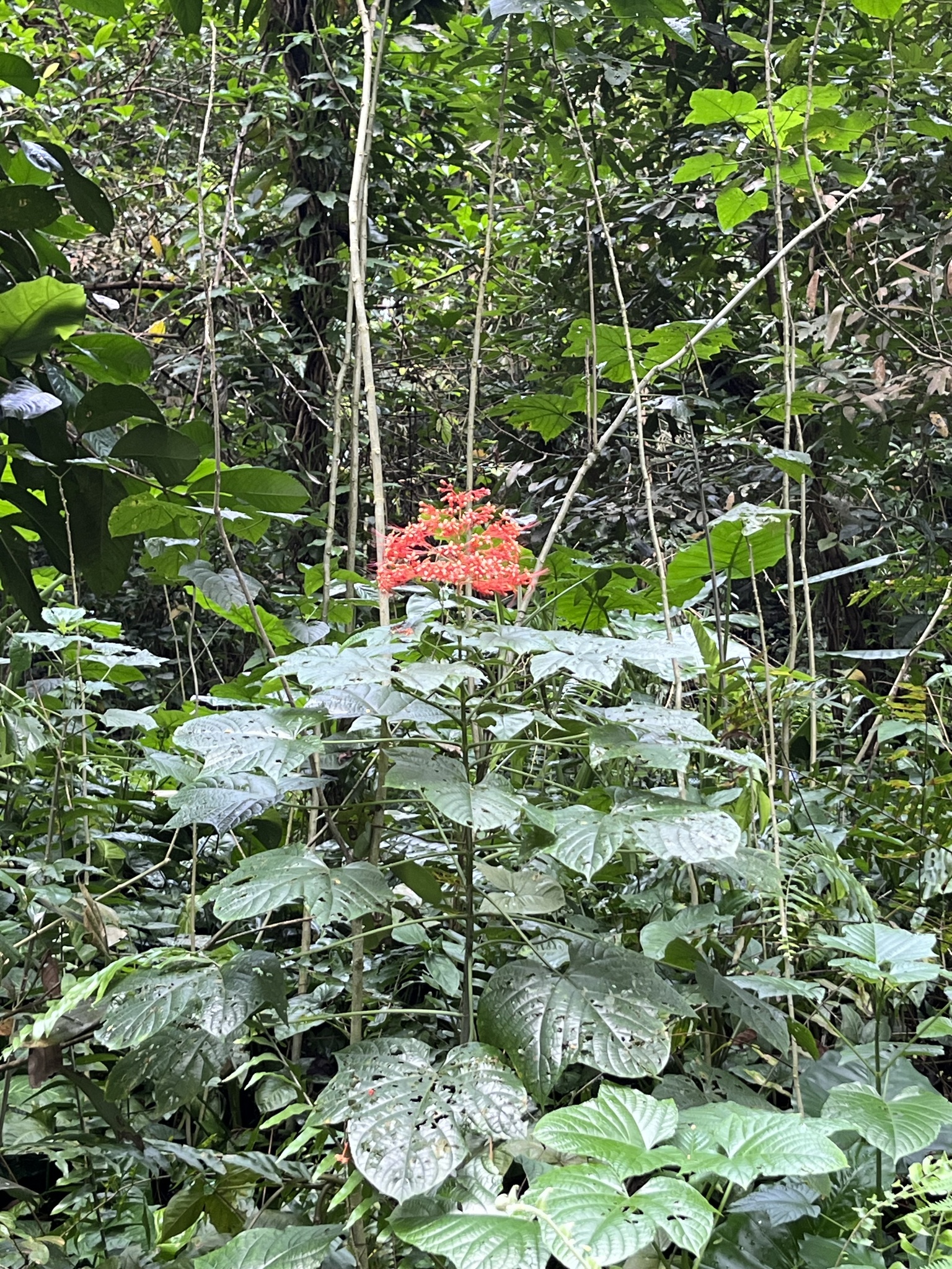 Imagem de Pagode-chinês