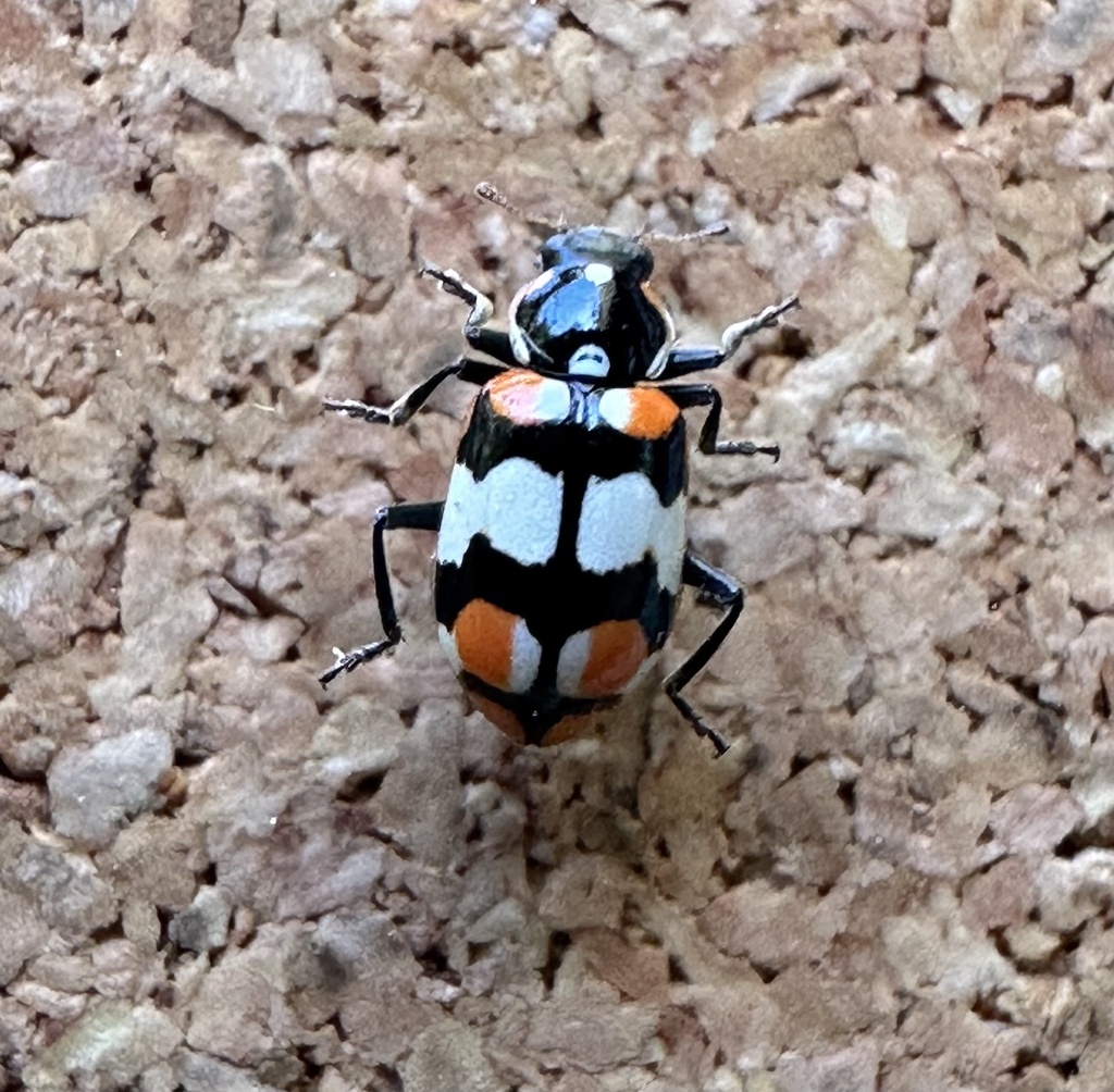 Eriopis Chilensis From Alemana Alto, Concepción, Región Del Biobío, Cl 