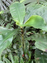 Amischotolype hispida