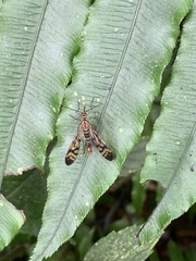Mecoptera